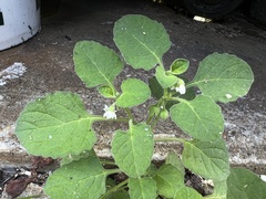 Solanum sarrachoides