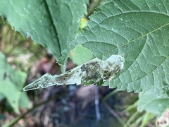 Calycomyza eupatoriphaga