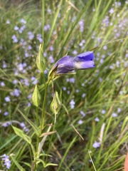 Gentianopsis
