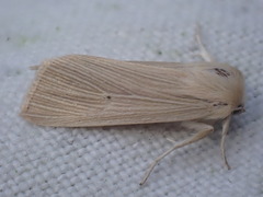 Mythimna