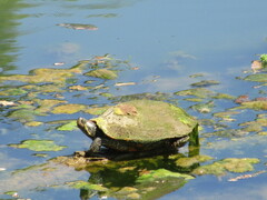 Trachemys scripta