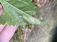 Calycomyza eupatoriphaga