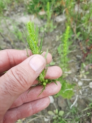 Artemisia campestris