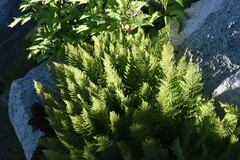 Athyrium americanum