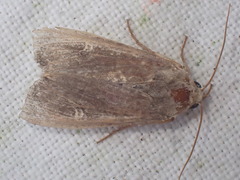 Noctuinae