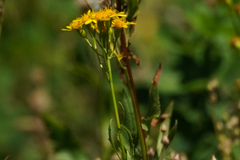 Senecioninae