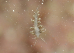 Eubranchus olivaceus
