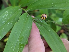 Maianthemum stellatum