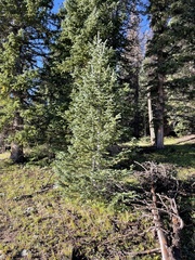 Abies concolor