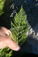 Athyrium americanum