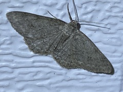 Ectropis crepuscularia