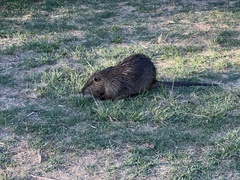 Myocastor coypus