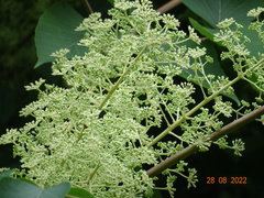 Aralia