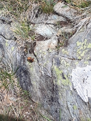 Erebia montanus