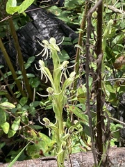 Habenaria quinqueseta