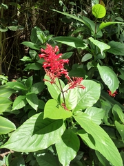 Odontonema cuspidatum