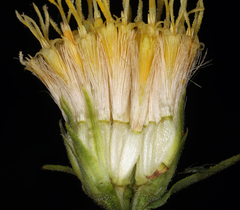 Doellingeria breweri