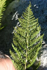 Athyrium americanum
