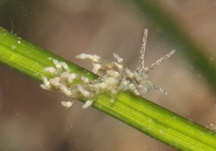 Eubranchus olivaceus