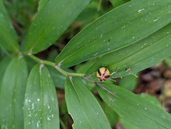 Maianthemum stellatum