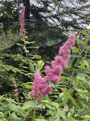 Spiraea