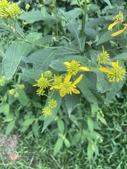 Verbesina alternifolia