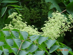 Aralia