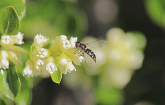 Allograpta hortensis