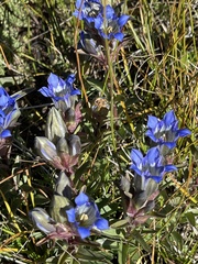 Gentiana parryi