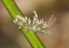 Eubranchus olivaceus