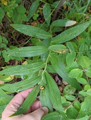 Maianthemum stellatum