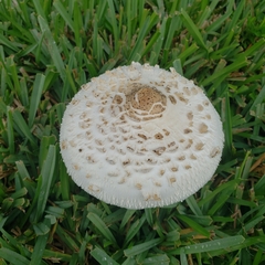 Chlorophyllum molybdites