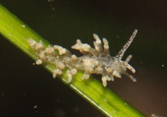 Eubranchus olivaceus