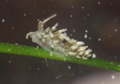 Eubranchus olivaceus