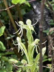 Habenaria quinqueseta