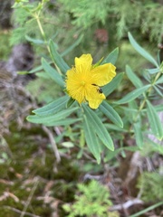 Hypericum kalmianum