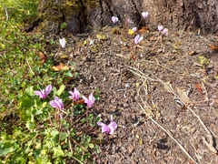 Cyclamen