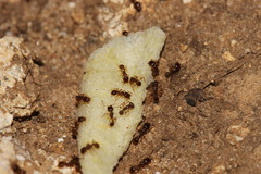 Tetramorium semilaeve