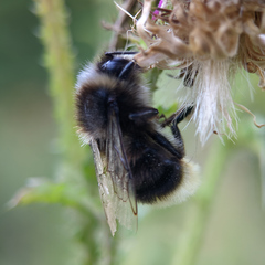 Bombus lapidarius