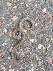 Storeria occipitomaculata