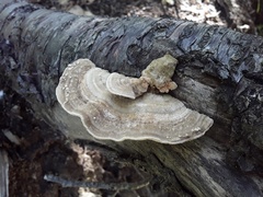 Trametes betulina