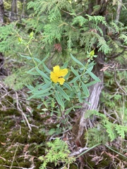 Hypericum kalmianum