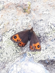 Erebia montanus