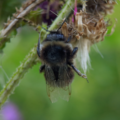 Bombus lapidarius