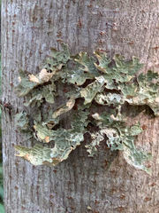 Lobaria pulmonaria