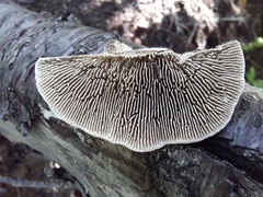 Trametes betulina