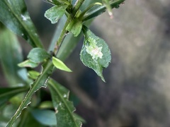 Calycomyza promissa