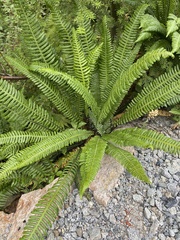 Struthiopteris spicant