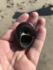Norrisia
