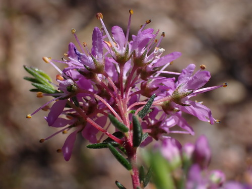Image of Agathosma sp9 by (c) Ren Hoekstra, some rights reserved (CC BY)